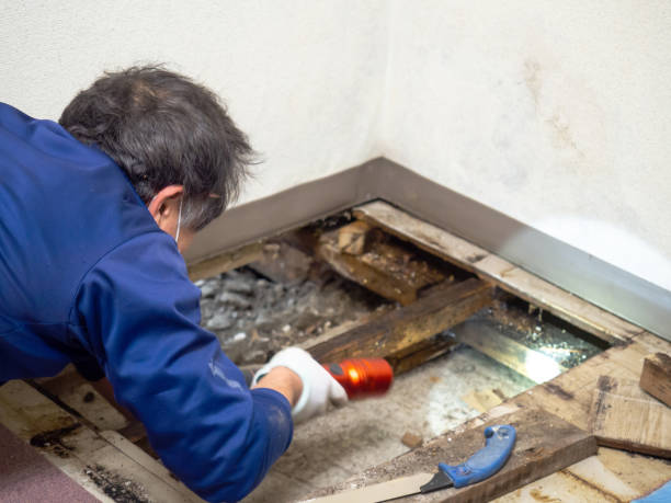 Best Toxic Mold Removal  in Chenoa, IL