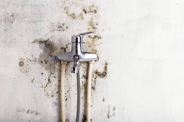 Best Mold Remediation  in Chenoa, IL