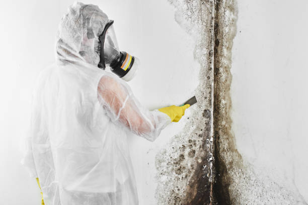 Best Commercial Mold Removal  in Chenoa, IL