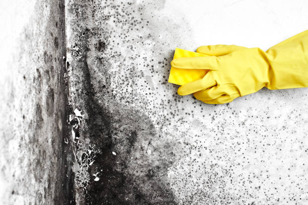 Best Black Mold Removal  in Chenoa, IL