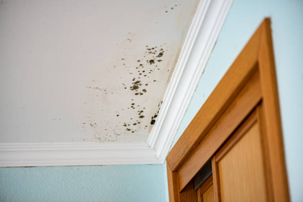 Best Fast Mold Removal  in Chenoa, IL