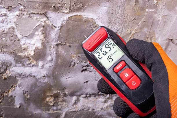 Best Attic Mold Removal  in Chenoa, IL
