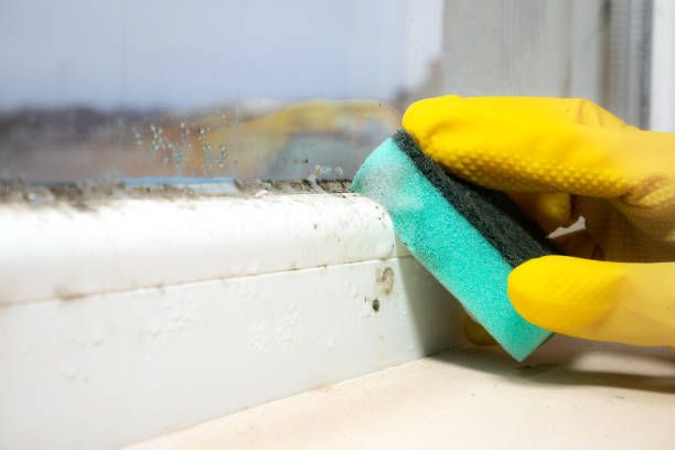 Best Emergency Mold Removal  in Chenoa, IL