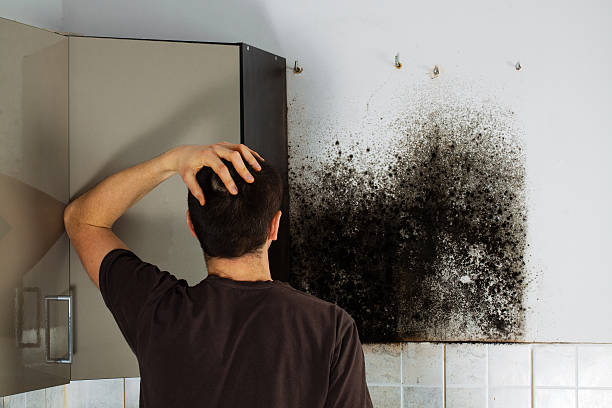 Best Home Mold Removal  in Chenoa, IL